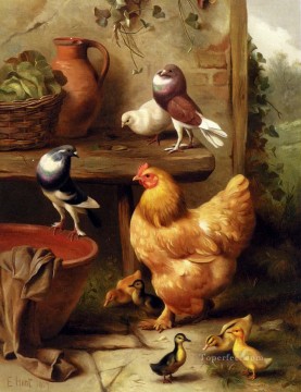  Edgar Peintre - Un Poulet Colombes Pigeons Et Canetons ferme animaux Edgar Hunt